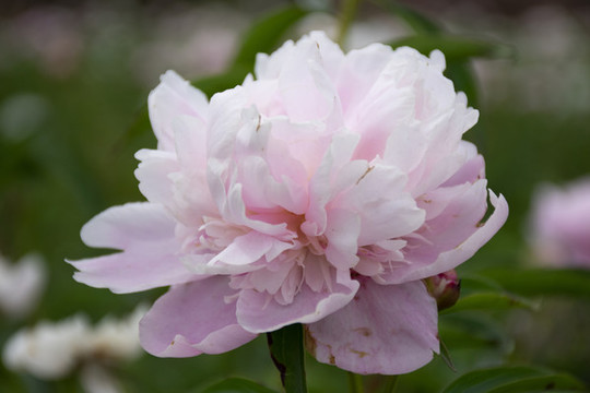 芍藥花高清