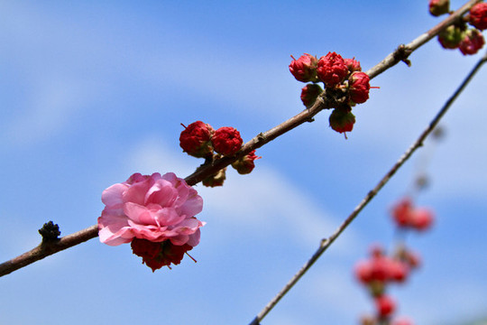 花