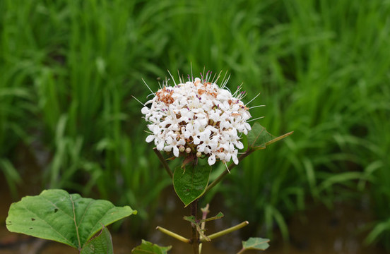錦蘭花