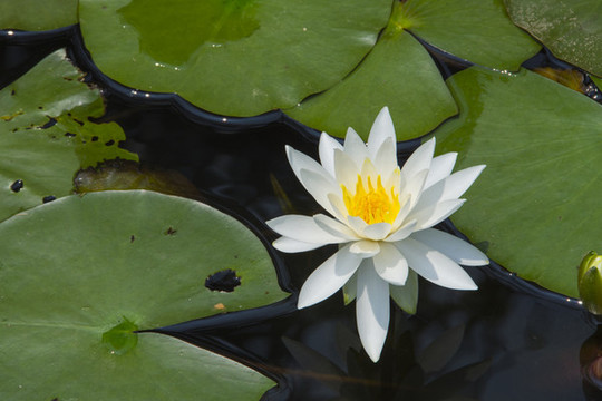 白蓮花