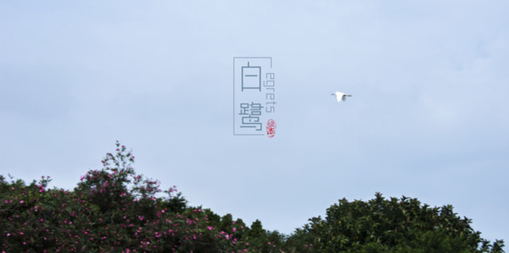 白鷺