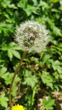 蒲公英