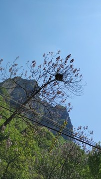 鳥窩
