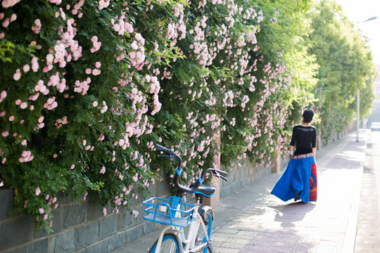 5月花開