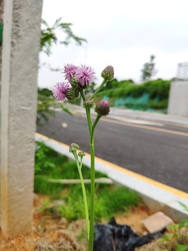 泥胡菜