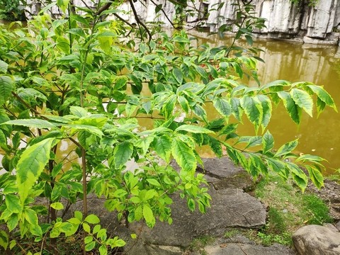 金邊假連翹