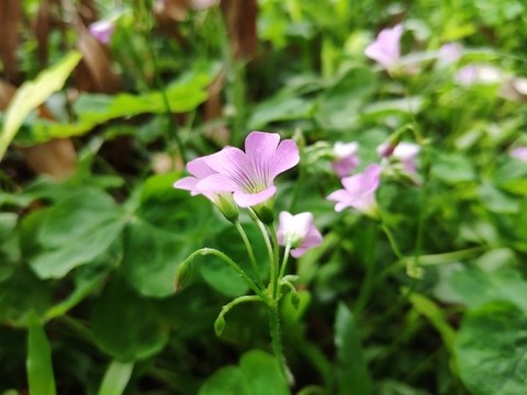 黃瓜草