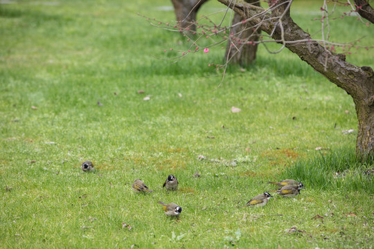 公園小鳥覓食