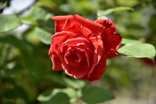 牡丹花