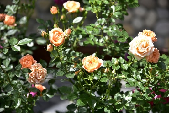 黃色玫瑰花