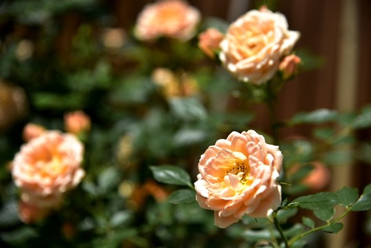 玫瑰花