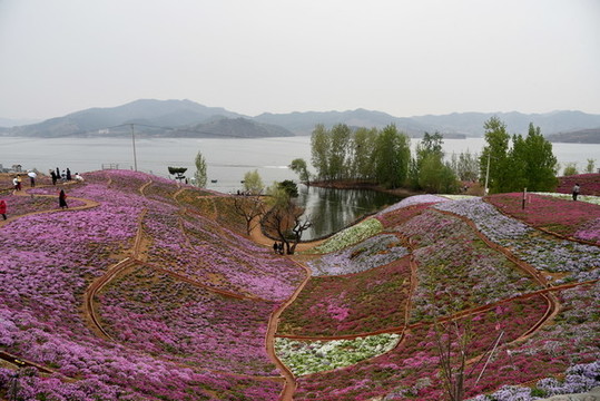 唐山遷西雨花谷芝櫻