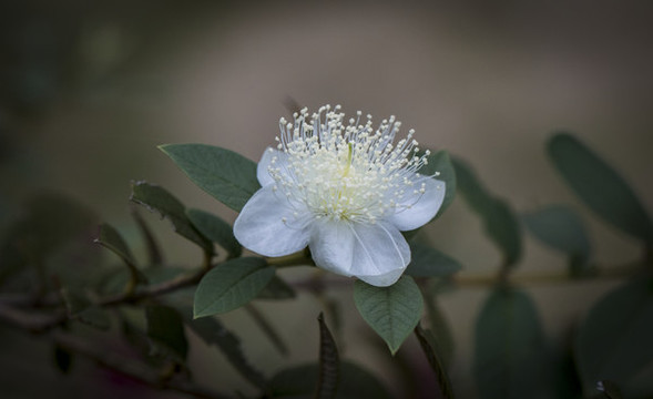 石榴花