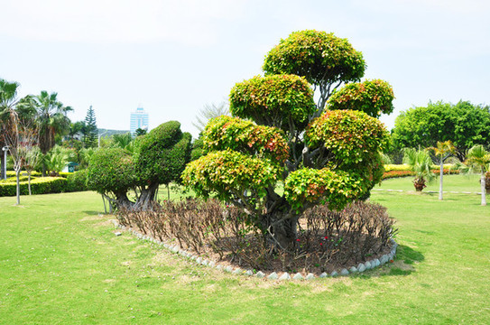 公園綠植