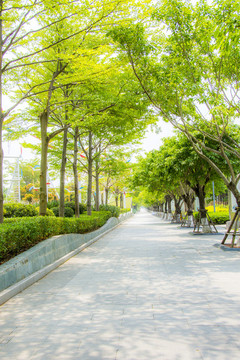城市綠化