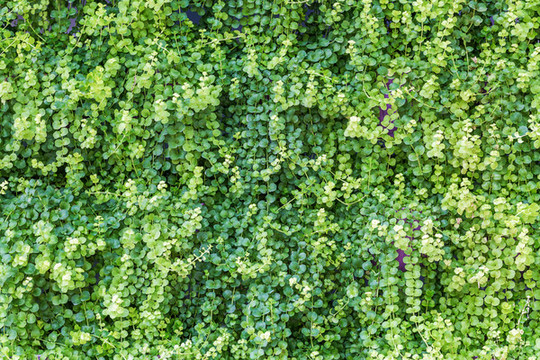 植被墻