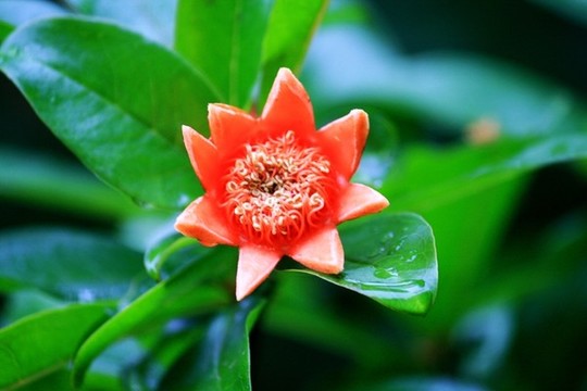 石榴花