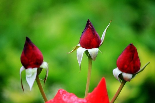 含苞待放月季花