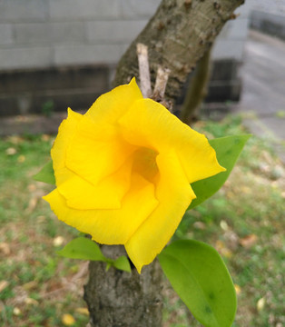 黃色花