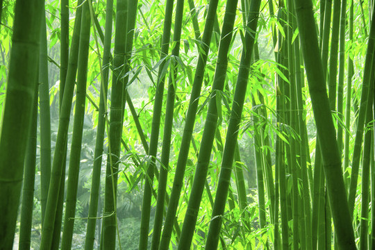 竹林