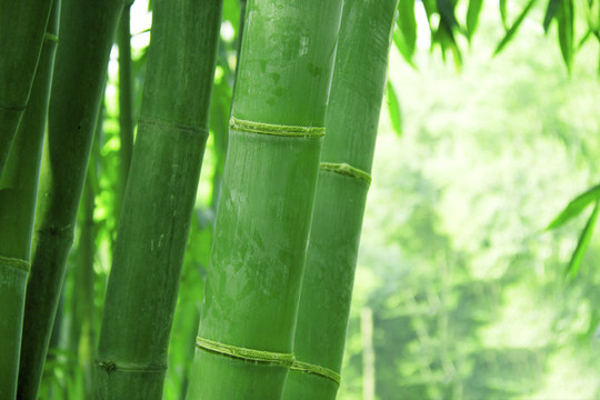 竹子