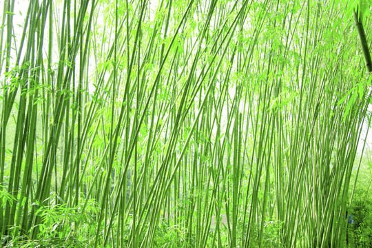 竹林