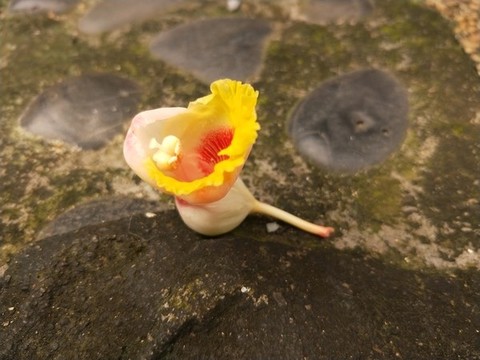花葉艷山姜
