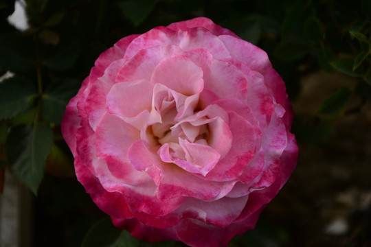 玫瑰花芯