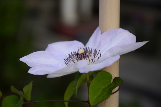 鐵線蓮伊凡奧爾森
