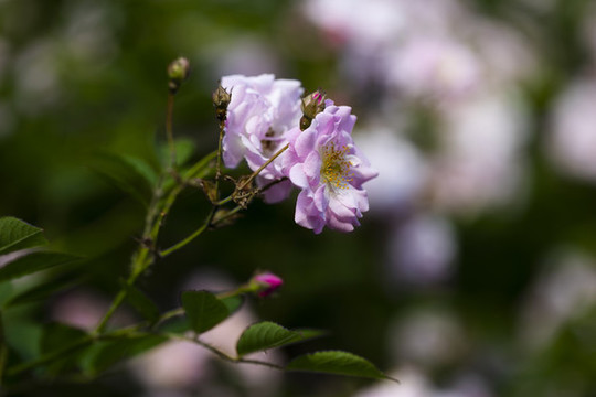 又到薔薇花開時