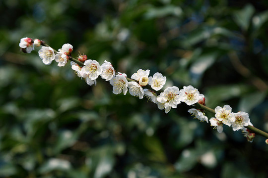 梅花