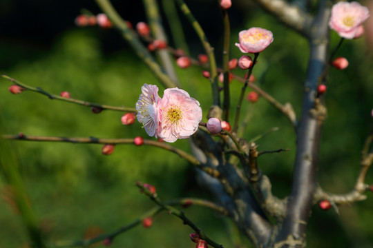 梅花