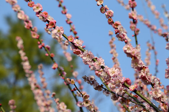 梅花
