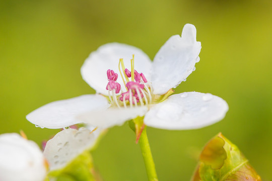 雨后梨花特寫