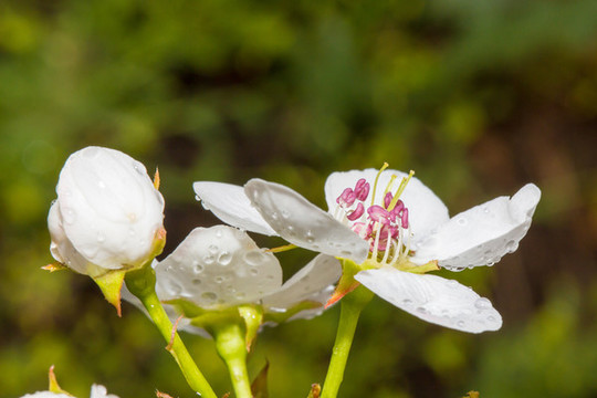 雨后梨花特寫