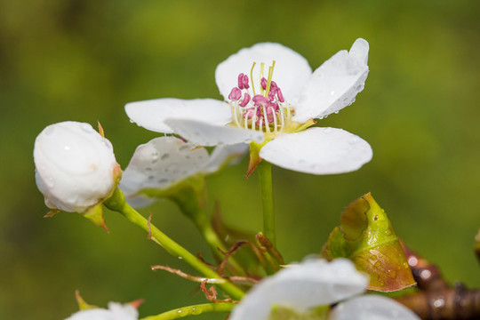 雨后梨花特寫