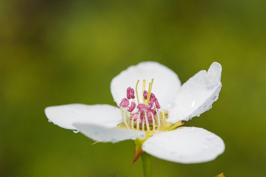 雨后梨花特寫
