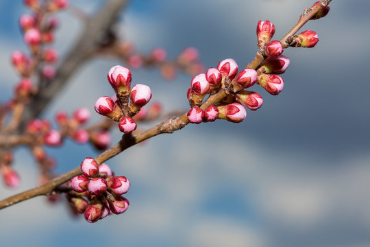 杏花花骨朵花蕾特寫(xiě)