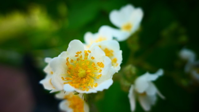 美麗的薔薇花