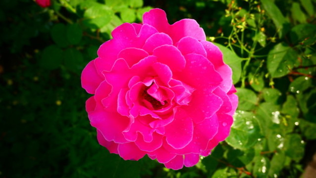 月季花