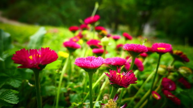 雛菊