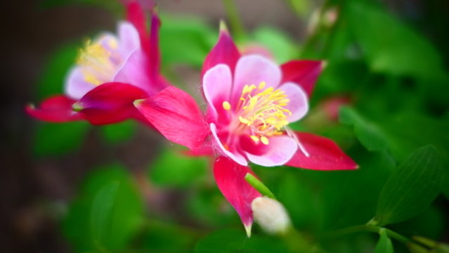 貓抓花