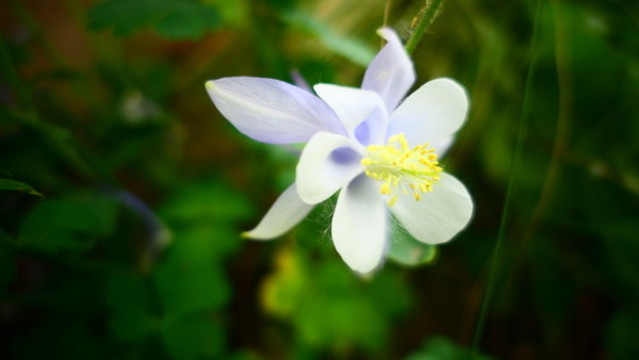 貓抓花