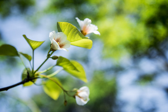 桐子花開