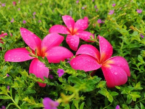 落花特寫