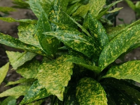 樹(shù)葉枝葉