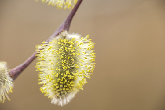 毛毛狗花