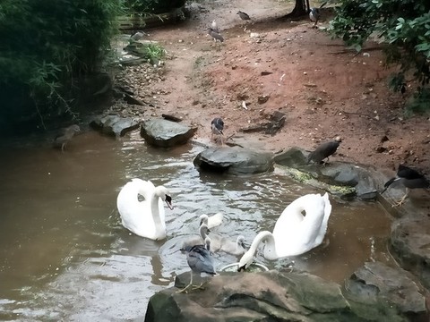 白天鵝