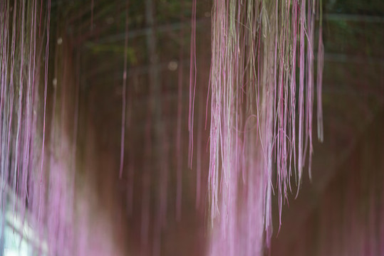 錦屏藤