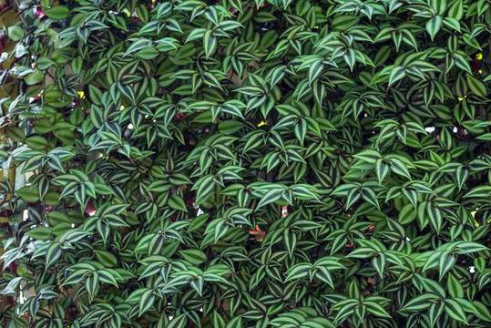 綠植墻